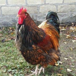 11 aylıq orpinqtonlar cüt satılır vəya iki ədəd təmiz cins qold brama