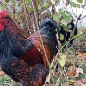 11 aylıq orpinqtonlar cüt satılır vəya iki ədəd təmiz cins qold brama