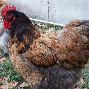 11 aylıq orpinqtonlar cüt satılır vəya iki ədəd təmiz cins qold brama