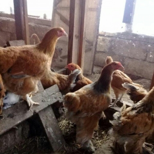 brama buff satlllr , qiymetler aylna gõre deyisir