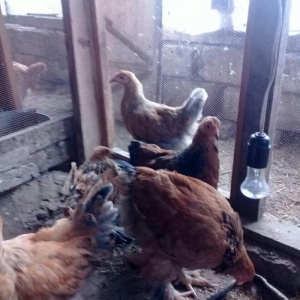 brama buff satlllr , qiymetler aylna gõre deyisir, basqa sort bramalar