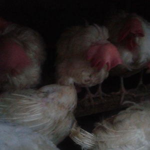 hazir yumurtayan yoyuq satiram biri 5 manata 1 yaslari var