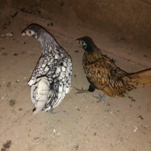 Sibrit fereleri 2 qizili 1 gumus uc ayliqdilar. Qi