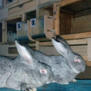 Salam aleykum sizə təqdim etdiyimiz dovşanlar rusiya,  belarusiya, ukr