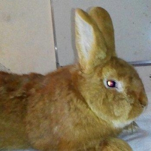 Salam aleykum sizə təqdim etdiyimiz dovşanlar rusiya,  belarusiya, ukr