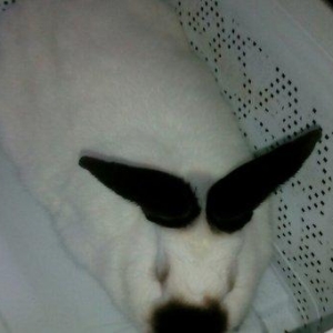 Salam aleykum sizə təqdim etdiyimiz dovşanlar rusiya,  belarusiya, ukr