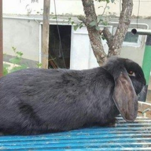 Salam aleykum sizə təqdim etdiyimiz dovşanlar rusiya,  belarusiya, ukr