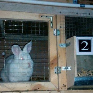 Salam aleykum sizə təqdim etdiyimiz dovşanlar rusiya,  belarusiya, ukr