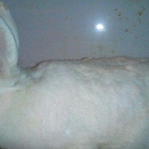 Salam aleykum sizə təqdim etdiyimiz dovşanlar rusiya,  belarusiya, ukr