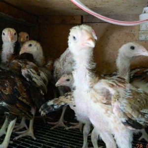 65-70  gunluk  heyrati  cuceleri  satilir  ---qiymete  gore  narahat