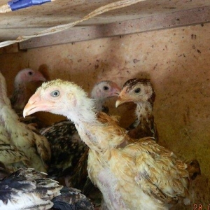 65-70  gunluk  heyrati  cuceleri  satilir  ---qiymete  gore  narahat