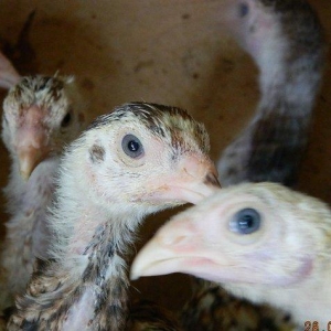 65-70  gunluk  heyrati  cuceleri  satilir  ---qiymete  gore  narahat