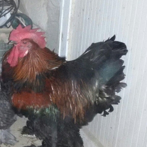 kokinxod xoruzu 1 yaş yarım tam sağlamdı qiym