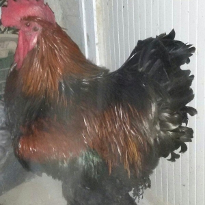 kokinxod xoruzu 1 yaş yarım tam sağlamdı qiyməti 120 manat