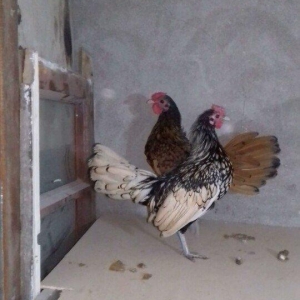 2 eded sibrait xoruz satilir qizili gumuwu. tam sa