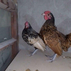 2 eded sibrait xoruz satilir qizili gumuwu. tam saglam heyvanlardi sag