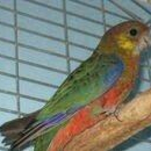 Hazir jüt bu ilki baladilar chox nadir rozella stenli adlanir özümchün