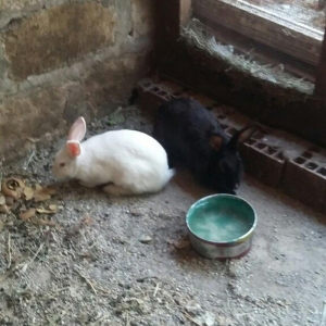 Dovşan satiram erkək dişi.  boğaz.  1 heftəlik 2 heftelik 3 heftelik.