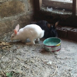 Dovşan satiram erkək dişi.  boğaz.  1 heftəlik 2 heftelik 3 heftelik.