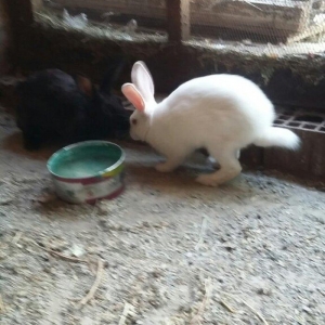 Dovşan satiram erkək dişi.  boğaz.  1 heftəlik 2 heftelik 3 heftelik.