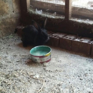 Dovşan satiram erkək dişi.  boğaz.  1 heftəlik 2 heftelik 3 heftelik.