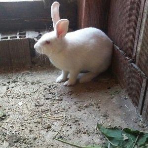 Dovşan satiram erkək dişi.  boğaz.  1 heftəlik 2 heftelik 3 heftelik.