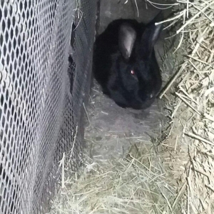 Dovşan satiram erkək dişi.  boğaz.  1 heftəlik 2 heftelik 3 heftelik.