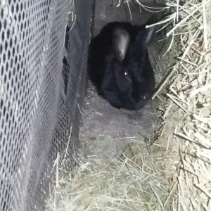 Dovşan satiram erkək dişi.  boğaz.  1 heftəlik 2 heftelik 3 heftelik.