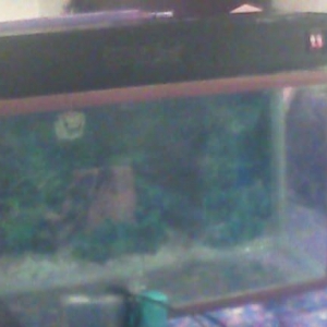 Uzunu60 eni20 hundurluyu 30 qapaqida var 
tek akvarium-20 
akvarium