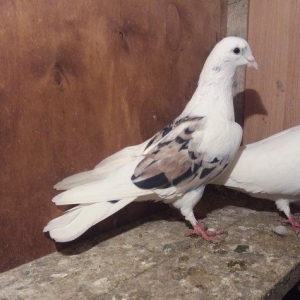 2 barmagi kesiy gujdu ucan cep ebres erkey. Baki q