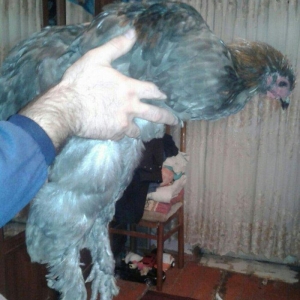 fere xoruz dord ayliq bramalar cutunun qiymeti 80 manat