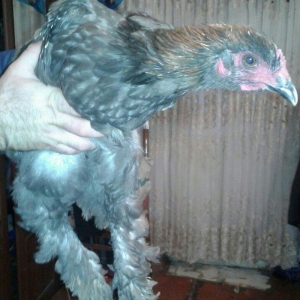 fere xoruz dord ayliq bramalar cutunun qiymeti 80 manat