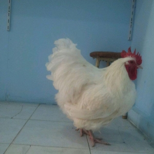 Orpikton xoruz 10 ayligdi butun vaksinleri olunub satilir 70 man ve