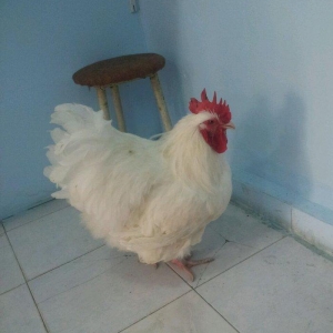 Orpikton xoruz 10 ayligdi butun vaksinleri olunub satilir 70 man ve