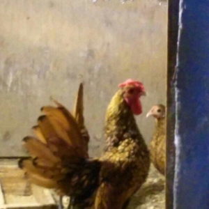 sibirayt xoruz super heyvandi 8 ayliqdi 50 man ariginal heyvandi