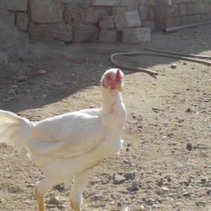 temiz türk beçeler 4 ayliqdilar super beçelerdi 30 man düm ağdilar