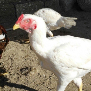 temiz türk beçeler 4 ayliqdilar super beçelerdi 30 man düm ağdilar