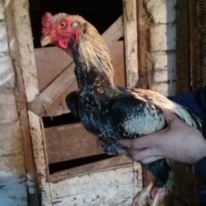 11ayliqdi  heyvan getirib tepiyine baxa bilersiz doyusune soz ola bilm