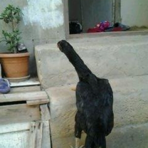 Super heyrati fere satilir. 1 yasi var. Doyuskendir. Real aliciya