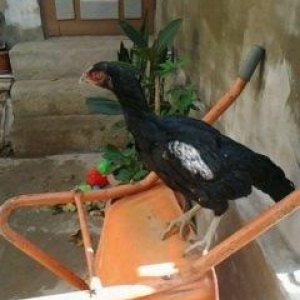 Super heyrati fere satilir. 1 yasi var. Doyuskendir. Real aliciya