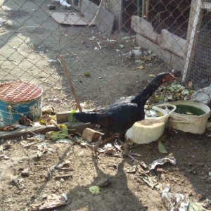 Salam Tam Sağlamdı 1 ili tamam olub Feredi 50 AZ