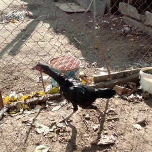 Salam Tam Sağlamdı 1 ili tamam olub Feredi 50 AZN watsaap