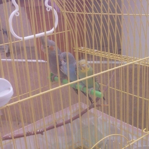 Korella və volnisti balaları korella 35 volnisti 10 azn