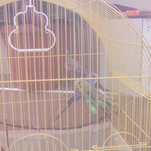 Korella və volnisti balaları korella 35 volnisti 10 azn