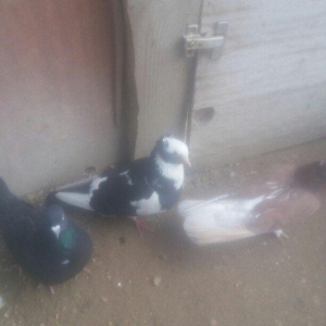 bu 5 qus satilir. tam saqlamdı.optovoy 17 manat.tek tek 4 manatdan ist