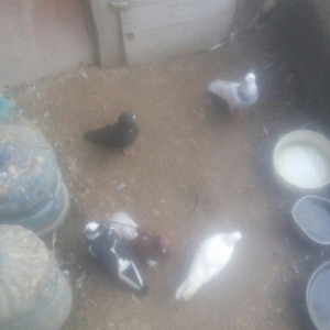 bu 5 qus satilir. tam saqlamdı.optovoy 17 manat.tek tek 4 manatdan ist