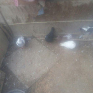 bu 5 qus satilir. tam saqlamdı.optovoy 17 manat.tek tek 4 manatdan ist