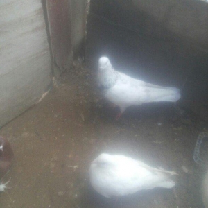 bu 5 qus satilir. tam saqlamdı.optovoy 17 manat.tek tek 4 manatdan ist