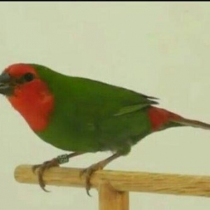 Red face parrot finch cutu 320 manat. Asagi yeri yoxdur