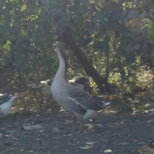 Kuban qazı 2 ədəd erkəy çox iri heyvanlardı qiymət birinə aiddi